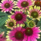 200 Seeds Sweet Sandia Coneflower Daisy Seeds For Garden Easy to Grow