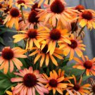 200 Seeds Tiger Coneflower Daisy Seeds For Garden Planting Easy to Grow