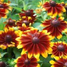200 Seeds Toto Gold Gloriosa Blackeyed San Daisy Seeds For Garden Easy to Grow