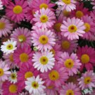 200 Seeds Valentines Day Mix Marguerite Daisy Seeds For Garden Easy to Grow