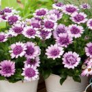 50 Seeds Violet & White 3D Cape Daisy Seeds For Garden Easy to Grow