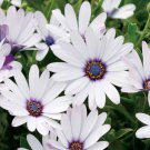 200 Seeds White Cape Daisy Seeds For Garden Planting Easy to Grow