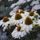 200 Seeds White Coneflower Daisy Seeds For Garden Planting Easy to Grow