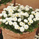 200 Seeds White English Daisy Seeds For Garden Planting Easy to Grow