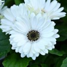 200 Seeds White Gerbera Daisy Seeds For Garden Planting Easy to Grow
