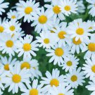 200 Seeds White Marguerite Daisy Seeds For Garden Planting Easy to Grow