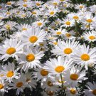 200 Seeds White Painted Daisy Seeds For Garden Planting Easy to Grow