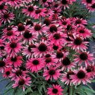 200 Seeds Wicked Coneflower Daisy Seeds For Garden Planting Easy to Grow