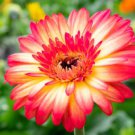 200 Seeds Yellow & Red Gerbera Daisy Seeds For Garden Planting Easy to Grow