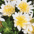 50 Seeds Yellow & White 3D Cape Daisy Seeds For Garden Easy to Grow