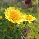 50 Seeds Yellow 3D Cape Daisy Seeds For Garden Planting Easy to Grow