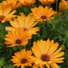 200 Seeds Yellow Cape Daisy Seeds For Garden Planting Easy to Grow