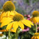 200 Seeds Yellow Coneflower Daisy Seeds For Garden Planting Easy to Grow