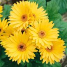 200 Seeds Yellow Gerbera Daisy Seeds For Garden Planting Easy to Grow