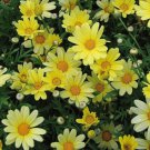 200 Seeds Yellow Marguerite Daisy Seeds For Garden Planting Easy to Grow