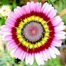 200 Seeds Yellow Red Pink Painted Daisy Seeds For Garden Easy to Grow