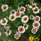 200 Seeds Yellow Red White Painted Daisy Seeds For Garden Easy to Grow