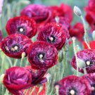 200 Seeds Shirley Poppy Seeds For Garden Planting A Easy to Grow