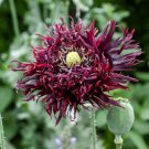 200 Seeds Black Swan Poppy Seeds For Garden Planting Easy to Grow