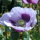 200 Seeds Blue Moon Poppy Seeds For Garden Planting Easy to Grow