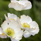 200 Seeds Bridal Silk Poppy Seeds For Garden Planting Easy to Grow