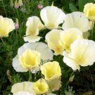 200 Seeds California Alba Poppy Seeds For Garden Planting Easy to Grow