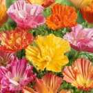 200 Seeds California Ballerina Mix Poppy Seeds For Garden Easy to Grow