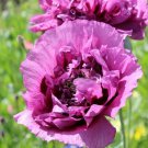 200 Seeds Double Purple Poppy Seeds For Garden Planting Easy to Grow