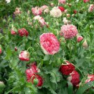 200 Seeds Flemish Antique Poppy Seeds For Garden Planting Easy to Grow