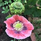 200 Seeds Hens & Chicks Poppy Seeds For Garden Planting Easy to Grow