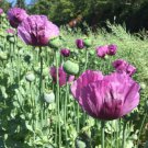 200 Seeds Hungarian Breadseed Poppy Seeds For Garden Planting Easy to Grow