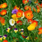 200 Seeds Iceland Champagne Bubbles Mix Poppy Seeds For Garden Easy to Grow