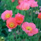 200 Seeds Iceland Champagne Bubbles Pink Poppy Seeds For Garden Easy to Grow
