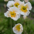 200 Seeds Iceland Champagne Bubbles White Poppy Seeds For Garden Easy to Grow