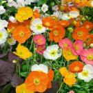 200 Seeds Iceland Mixed Colors Poppy Seeds For Garden Planting Easy to Grow