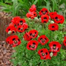 200 Seeds Lady Bird Poppy Seeds For Garden Planting Easy to Grow