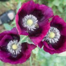 200 Seeds Laurens Grape Poppy Seeds For Garden Planting Easy to Grow