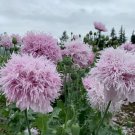 200 Seeds Lilac Pompon Poppy Seeds For Garden Planting Easy to Grow