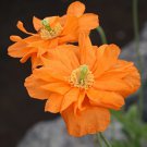 200 Seeds Moroccan Orange Poppy Seeds For Garden Planting Easy to Grow