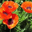 200 Seeds Oriental Prince Of Orange Poppy Seeds For Garden Easy to Grow