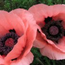 200 Seeds Oriental Princess Victoria Louise Poppy Seeds For Garden Easy to Grow