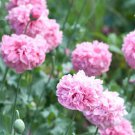 200 Seeds Pale Rose Poppy Seeds For Garden Planting Easy to Grow