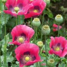 200 Seeds Pepperbox Poppy Seeds For Garden Planting Easy to Grow