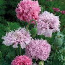 200 Seeds Pink Pompon Mix Poppy Seeds For Garden Planting Easy to Grow