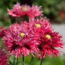 200 Seeds Rose Feathers Poppy Seeds For Garden Planting Easy to Grow