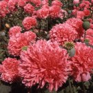 200 Seeds Salmon Double Poppy Seeds For Garden Planting Easy to Grow