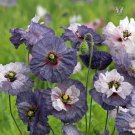 200 Seeds Shirley Amazing Grey Poppy Seeds For Garden Planting Easy to Grow