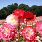 200 Seeds Shirley Mixed Double Poppy Seeds For Garden Planting Easy to Grow