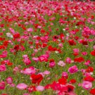 200 Seeds Shirley Mixed Red & Pink Poppy Seeds For Garden Easy to Grow