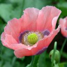 200 Seeds The Giant Poppy Seeds For Garden Planting Easy to Grow